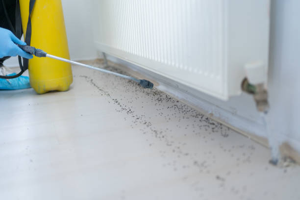 Reliable Normandy, MO Pest Control Solutions